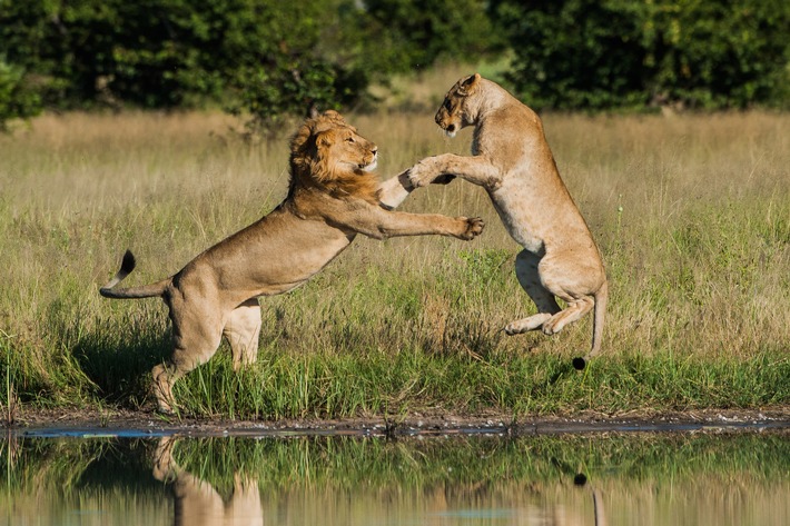 "Savage Kingdom" - der Kampf um den tierischen Thron geht bei Nat Geo Wild im Dezember in die zweite Runde