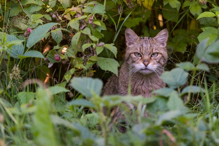 ++ Wildes Mecklenburg-Vorpommern: Wildkatze im Müritz-Nationalpark vermutet ++