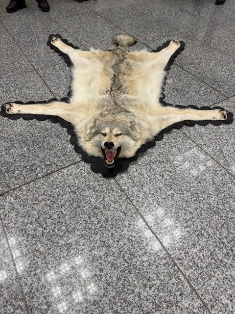 HZA-F: Zoll am Frankfurter Flughafen stellt Wolfsfell im Reiseverkehr sicher