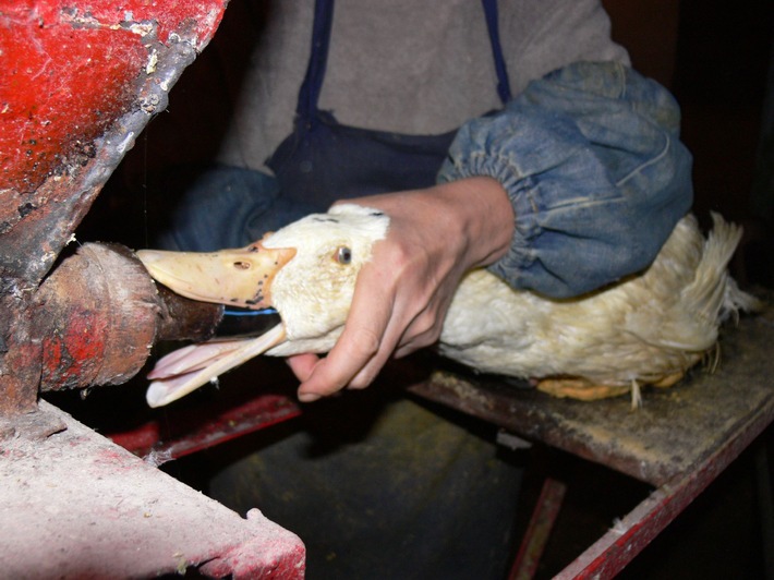 40 ans d&#039;interdiction du gavage en Suisse - or l&#039;importation du foie gras connaît un véritable essor / Mais, d&#039;après une enquête de QUATRE PATTES, trois Suisses sur quatre veulent son interdiction