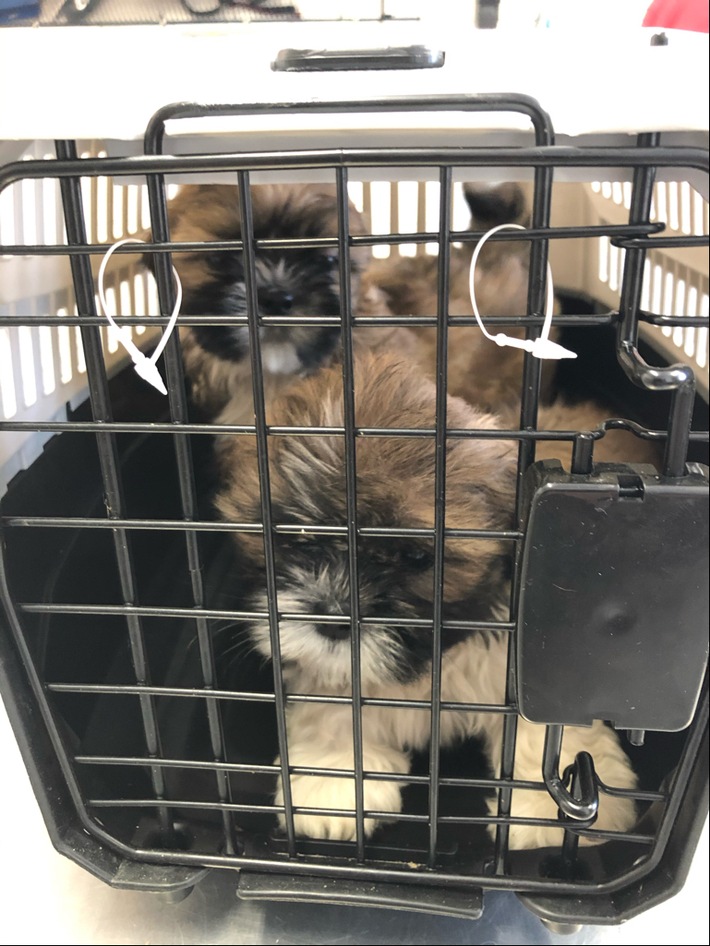 POL-GE: Hundewelpen aus überhitztem Transporter gerettet