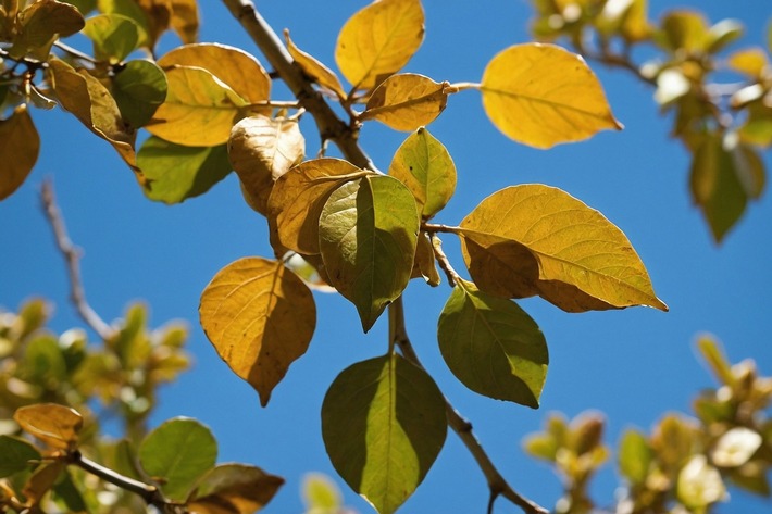 Baumpflege: Blätter können Auskunft über die Vitalität eines Baumes geben