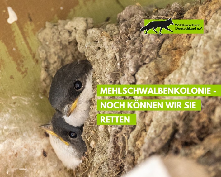 Rettungsplan für 800 Mehlschwalben am KKW Biblis | Kreisbehörden Heppenheim tragen das Prognoserisiko