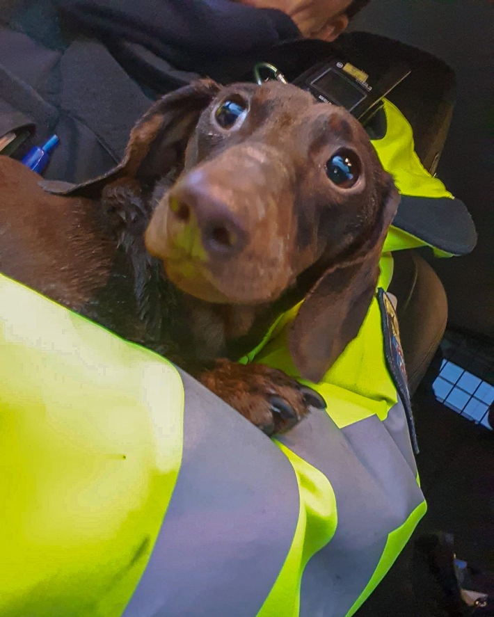 Mittelhessen: WETTERAUKREIS: + Das Herz für Tiere schlägt auch nach Dienstende + Vermehrt Anrufe durch Betrüger + Einbrecher bemerkt + Durch Kellerfenster eingestiegen +
