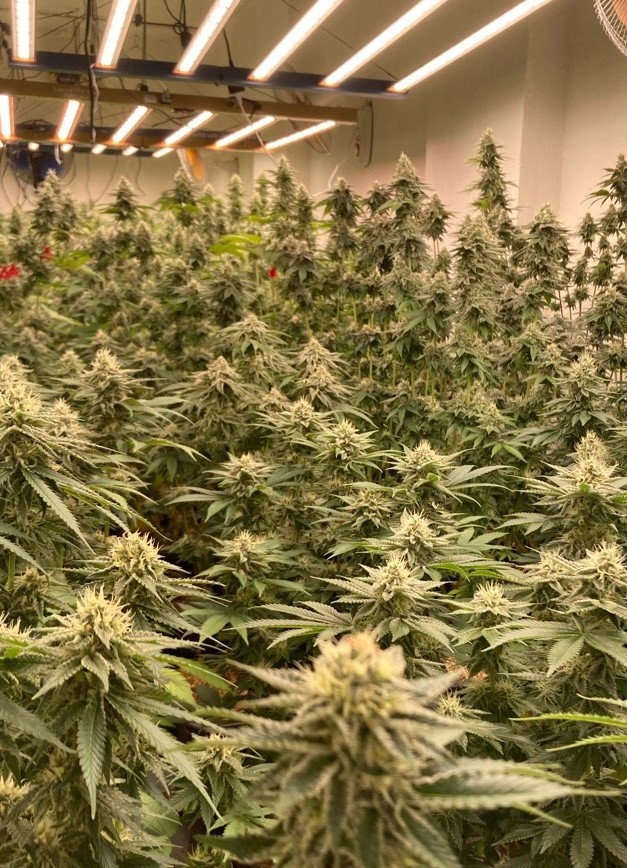 POL-REK: 260617-3: Cannabisplantage sichergestellt