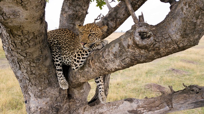 Tiere der Serengeti erzählen ihr Leben: &quot;Terra X&quot;-BBC-Dreiteiler an Ostern im ZDF (FOTO)