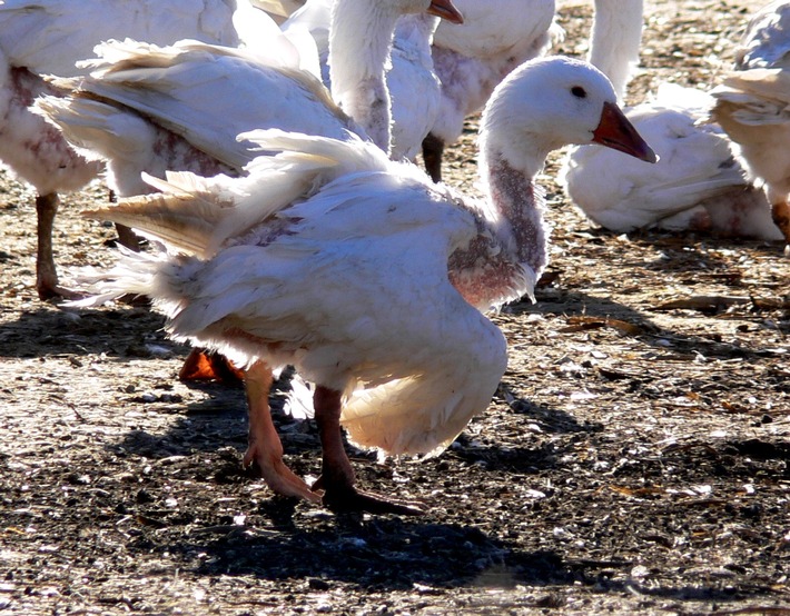 Augen auf beim Daunenkauf // VIER PFOTEN empfiehlt, Daunen-Produkte zu meiden