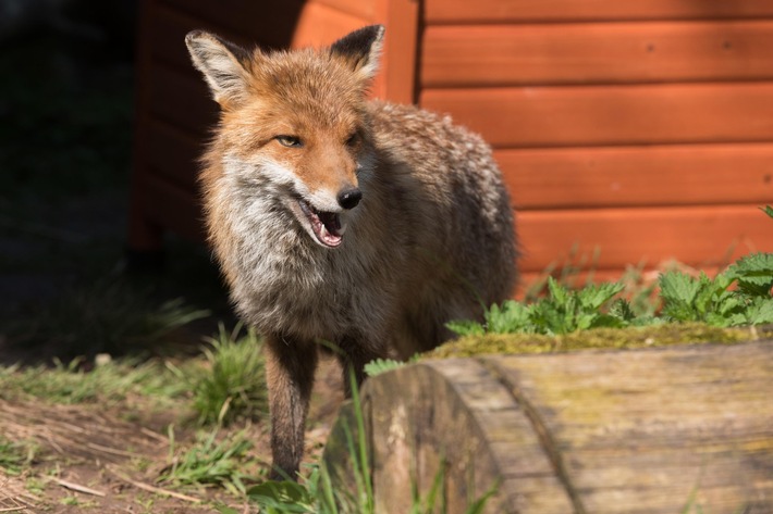 Dolce&Gabbana wird pelzfrei