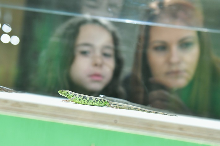 Mittagsführung in der Sonderausstellung "Zauneidechse. Alles in Ordnung?"
