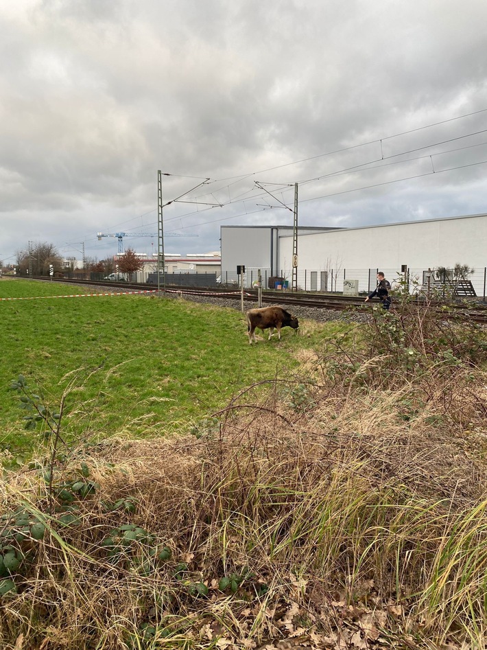 BPOL NRW: Freilaufende Kuh sorgt für Streckensperrung - Bundespolizei treibt Tier aus dem Gleisbereich