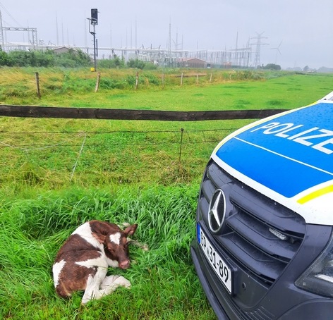 BPOL-FL: Glück im Unglück: Kalb am Gleis - Güterzug kann rechtzeitig bremsen