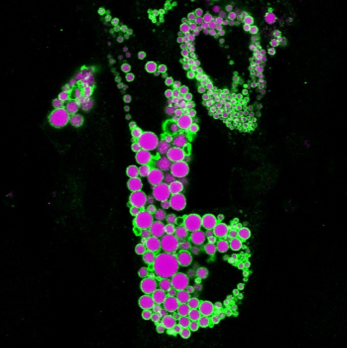 Scientists Reveal Adipocyte