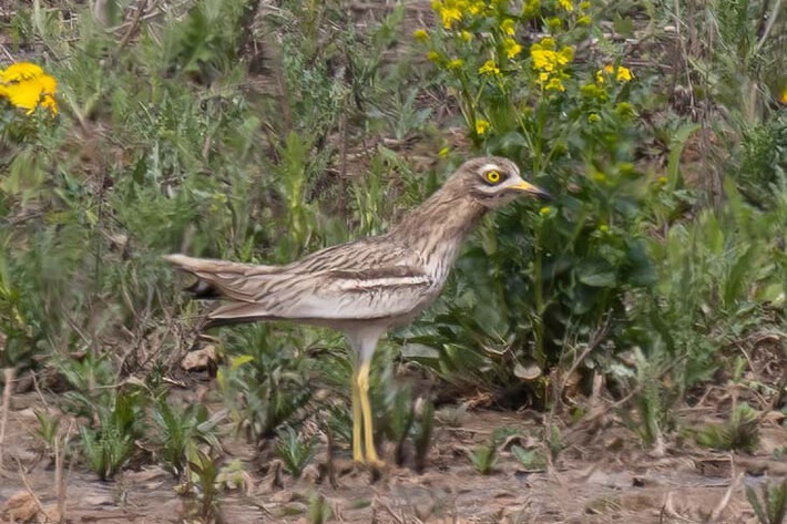 Spektakuläre Beobachtungen: Seltene Vögel nutzen stadtnahe Biotoplandschaft zum Rasten