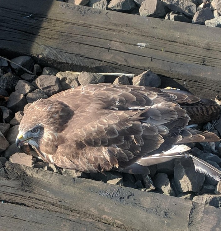 BPOL-FL: Husum - Ungewöhnlicher Einsatz für die Bundespolizei - verletzter Bussard in den Gleisen