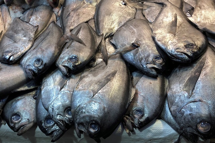 Wie ein Fisch den Planeten zerstört: ZDFinfo über die Gier nach Lachs