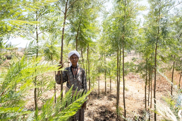 Aufforstungen in Äthiopien: Eine Million Bäume gegen Armut