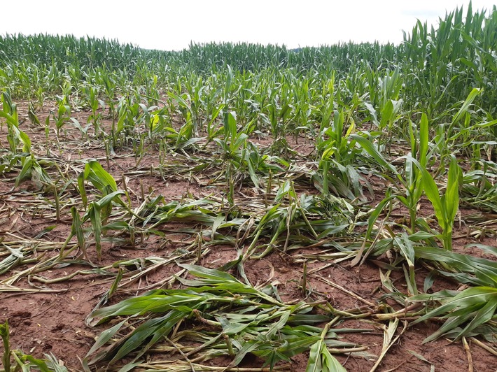 POL-PPWP: Maisfeld teilweise zerstört