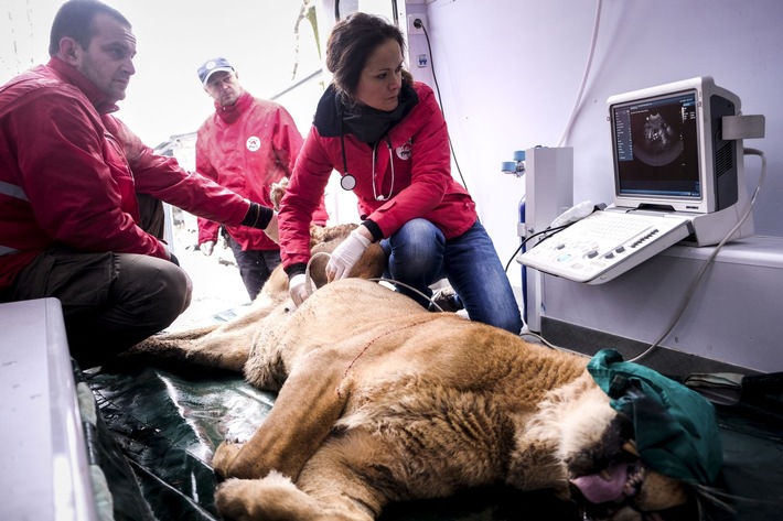 VIER PFOTEN rettet trächtige Löwin aus bulgarischem Inzucht-Zoo