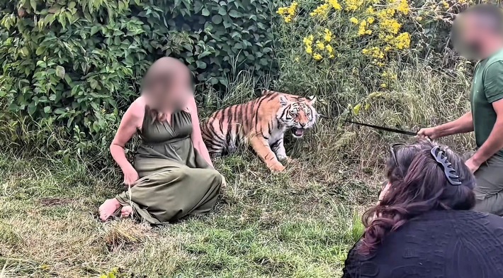 Tiger bei Wildtier-Shooting misshandelt: VETO Tierschutz erstattet Strafanzeige bei der Staatsanwaltschaft Bonn gegen Dompteur von Melody