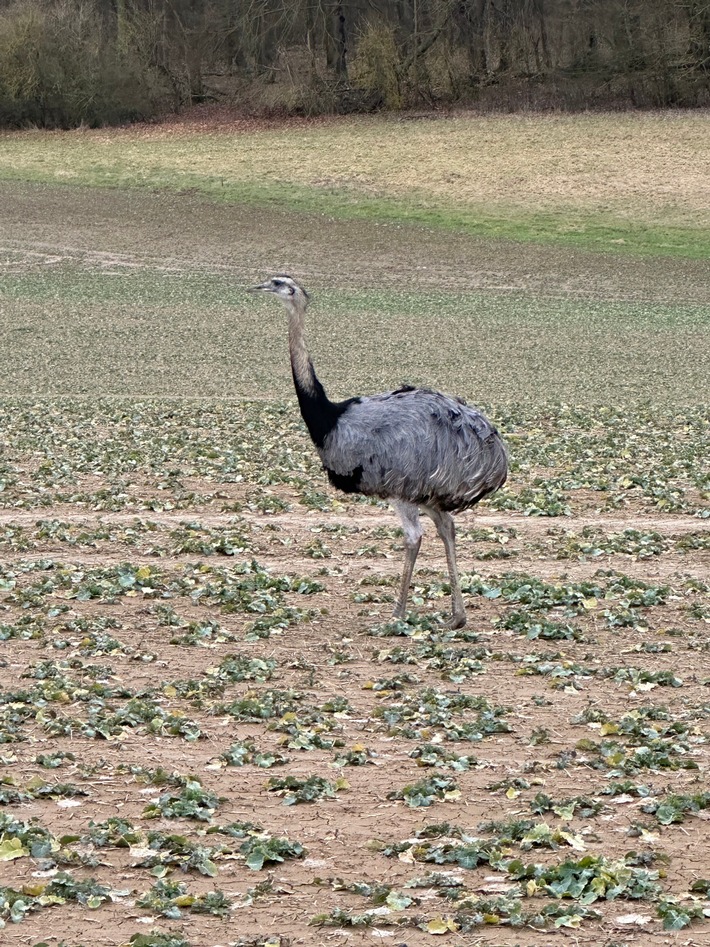 LPI-NDH: Wilder EMU gefährdete Verkehrsteilnehmer und Einsatzkräfte