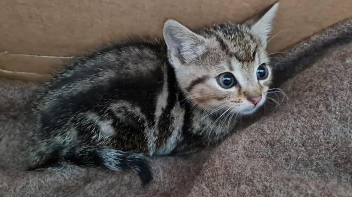 POL-OS: Osnabrück: Katzenjunges in Motorraum gefunden - Polizei sucht Besitzer