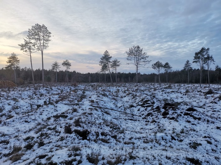 NLKWN-Projekt auf DBU-Naturerbefläche Cuxhavener Küstenheiden: So geht es weiter auf den gerodeten Flächen