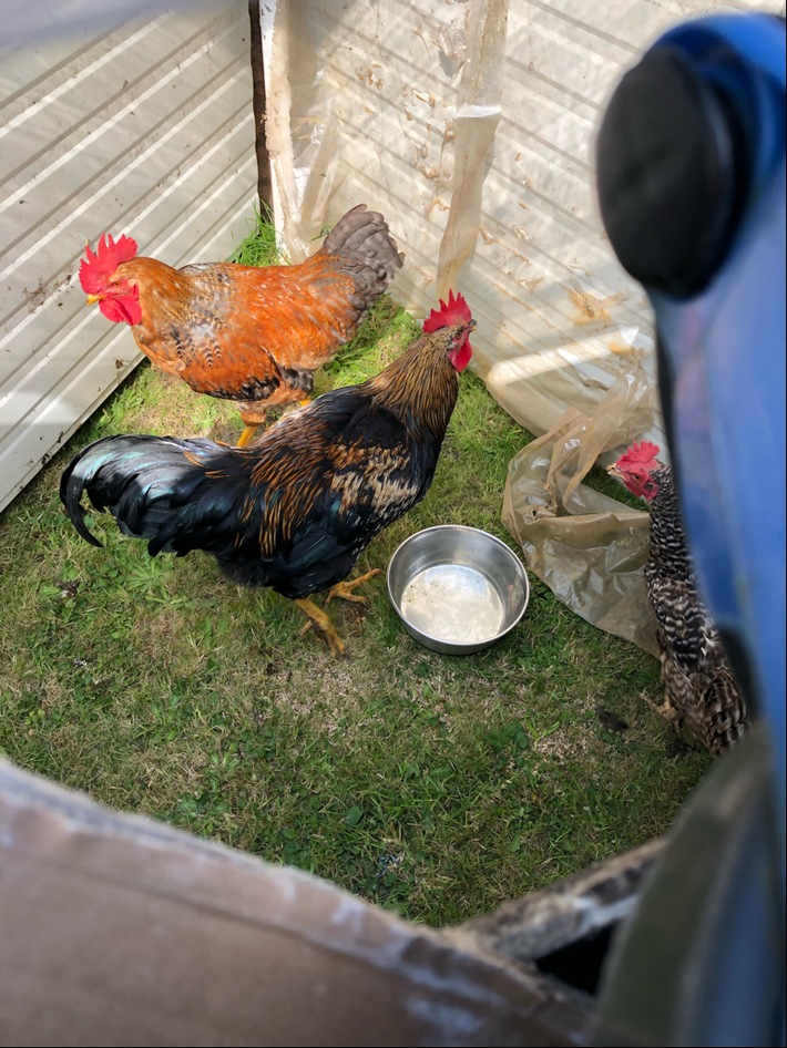 POL-UN: Unna - Um 5 Uhr von Gekrähe geweckt: Anwohner findet Hahn und Hühner ausgesetzt in seinem Garten