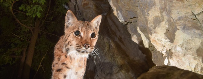 Bilder-Vortrag "Jäger auf leisen Pfoten" und (Gross)Vater-Kind-Workshop
