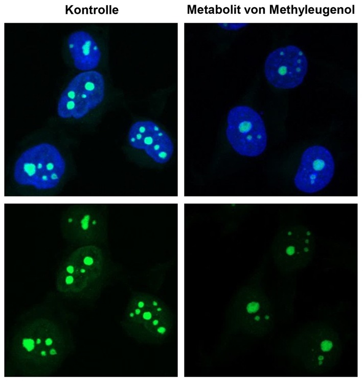 Erbgutschäden durch pflanzlichen Naturstoff Methyleugenol – wichtiger Reparaturmechanismus in menschlichen Zellen entschlüsselt