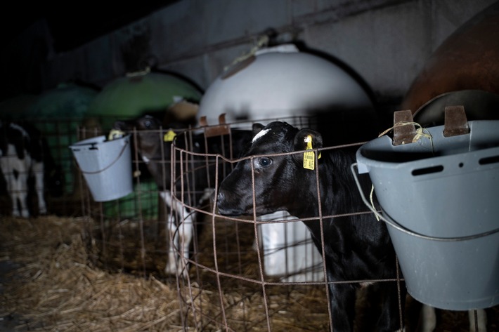"Milch zerstört Leben"- ANINOVA deckt auf: Video über das grausame System der Milchindustrie erreicht über 1 Million Menschen auf Instagram