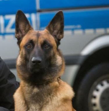 POL-HL: OH-Stockelsdorf / Diensthund &quot;Willem&quot; spürt flüchtigen Unfallfahrer auf