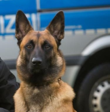 POL-HL: OH-Stockelsdorf / Diensthund "Willem" spürt flüchtigen Unfallfahrer auf