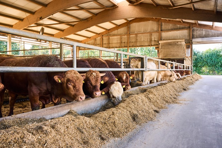 Für mehr Tierwohl: Jeder fünfte Fleischartikel bei Kaufland aus Haltungsform Stufe 3 und 4