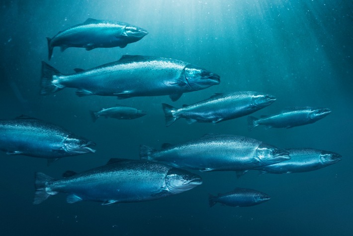 Lachs in norwegischer Aquakulturen

- ausschließlich zur redaktionellen Nutzung
- nur bei Nennung der Quelle und des Urhebers
- nur in einem bestimmten Kontext / Weiterer Text über ots und www.presseportal.de/nr/158441 / Die Verwendung dieses Bildes ist für redaktionelle Zwecke unter Beachtung ggf. genannter Nutzungsbedingungen honorarfrei. Veröffentlichung bitte mit Bildrechte-Hinweis.