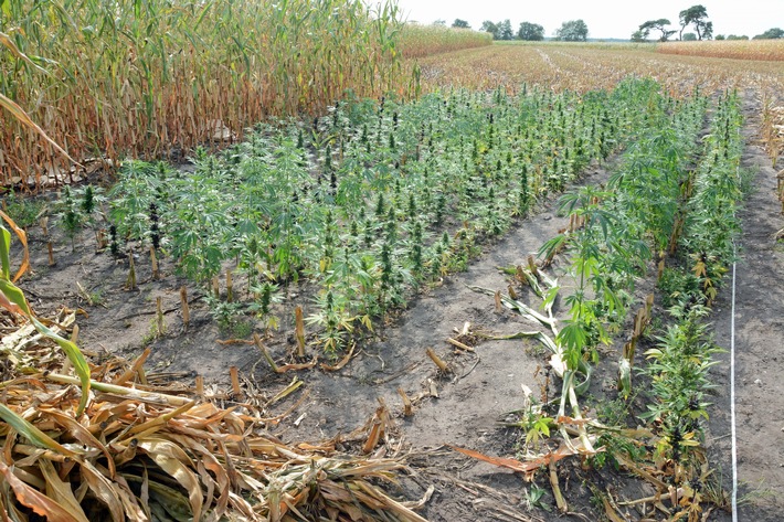 POL-CUX: Landwirt entdeckt Cannabis-Plantage im Bereich Perleberg/Hollenseht (Lichtbild in der Anlage)