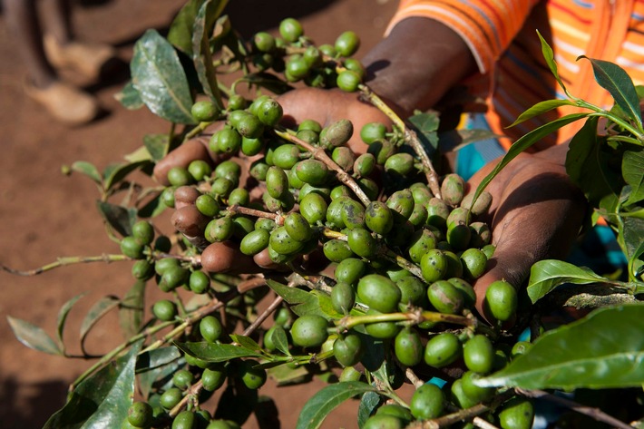Mit Kaffeeanbau aus der Armut / Dallmayr und die Stiftung Menschen für Menschen vereinbaren gemeinsames Projekt in Äthiopien