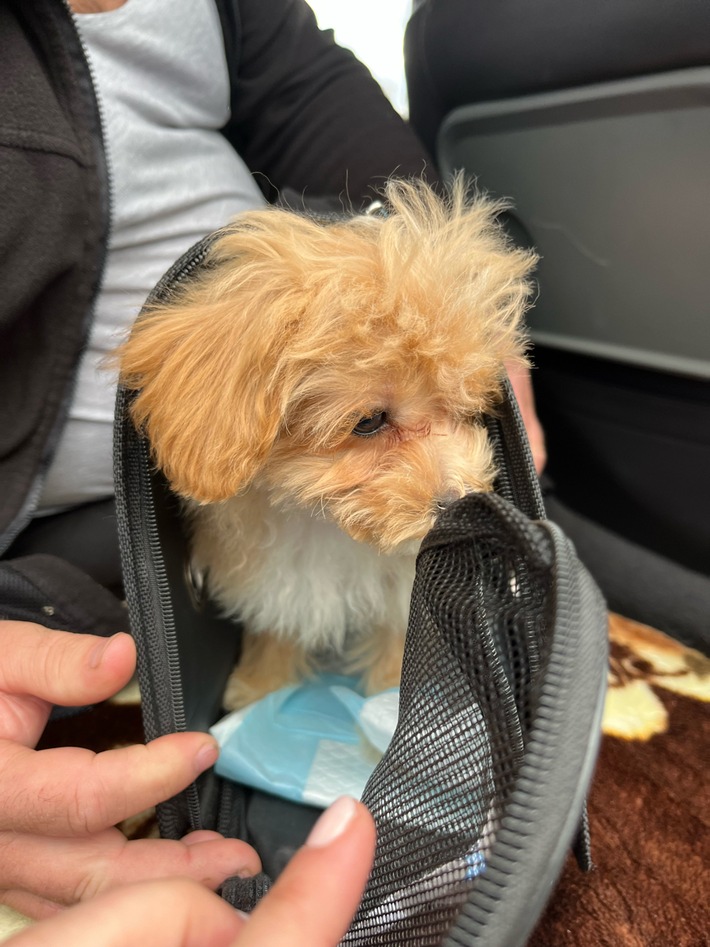 POL-FR: Aufmerksamer Zeuge ruft die Polizei - illegaler Welpenhandel gestoppt