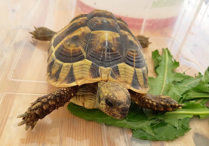 Bundespolizeidirektion München: Ungewöhnlicher Fund bei Grenzkontrolle: Schildkröte im Handschuhfach