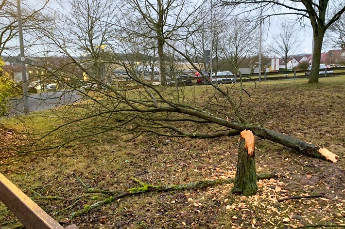 POL-GI: Nach Sachbeschädigung Baum gefällt + Nach Sachbeschädigung Baum gefällt + Katalysatoren gestohlen + Aufmerksame Mitarbeiter