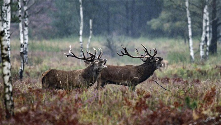 Start des Naturfilmkinos in der &quot;Botschaft der Wildtiere&quot; in Hamburg - einmal im Monat mit NDR Produktionen