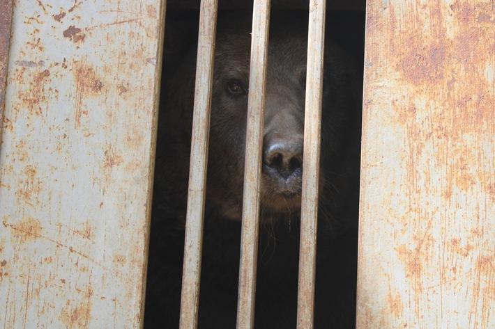 Un sauvetage d’urgence en Ukraine : un ours avait été abandonné dans son enclos endommagé