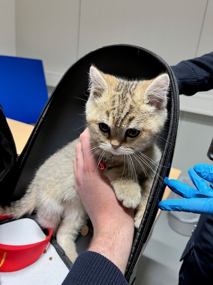 HZA-A: Zoll entdeckt Katze aus Jordanien im Rucksack Bei der Kontrolle wurde das Kätzchen am Flughafen Memmingerberg gefunden
