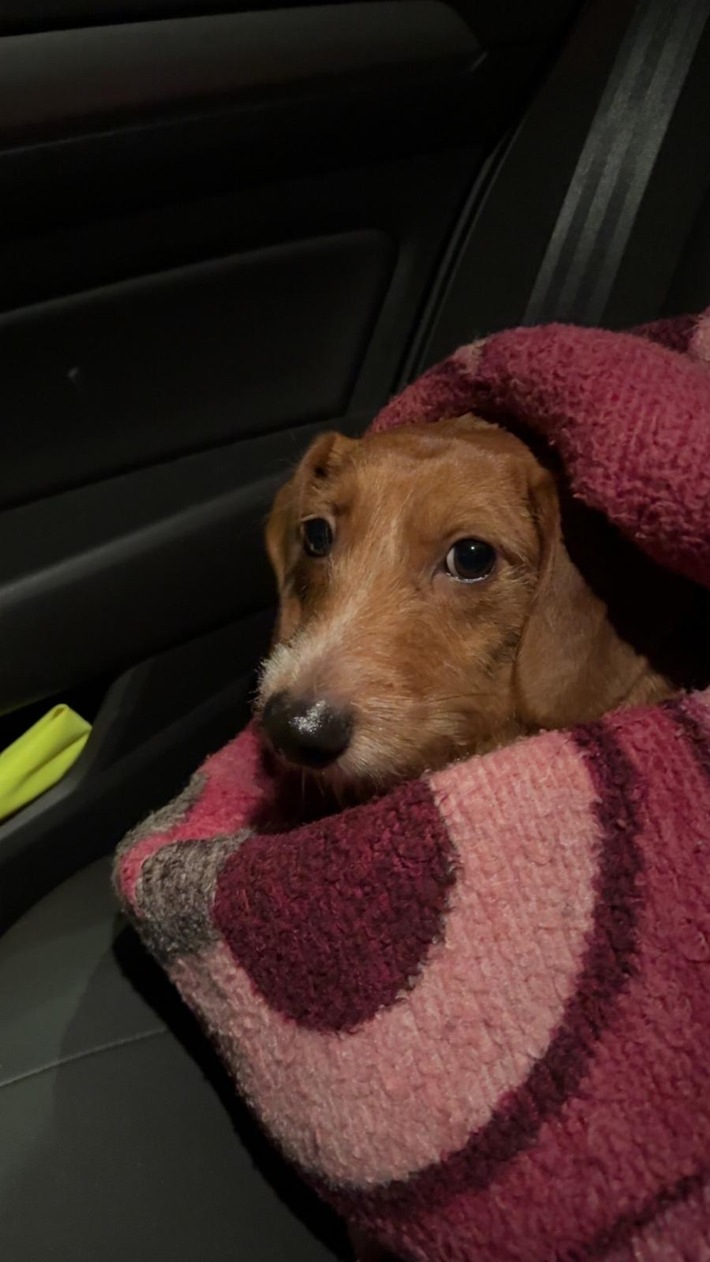 POL-NMS: 260108-2-pdnms Wer kennt den Dackel in Neumünster ?