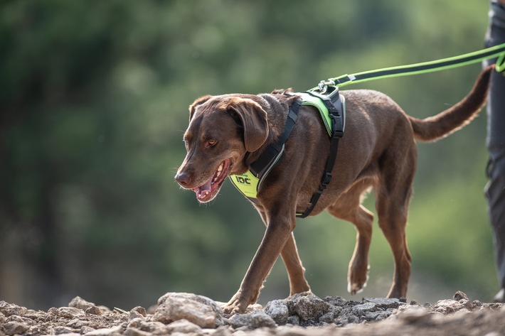 Hundegeschirr-Hersteller Julius-K9 denkt auch an die Gesundheit der Halter