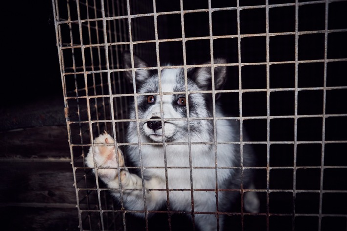 Étape décisive pour la protection animale: la Pologne interdit les fermes à fourrure