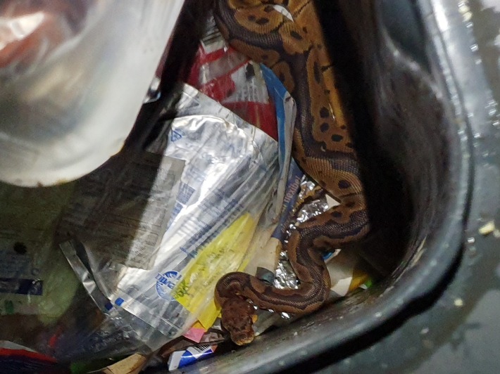 POL-UN: Tierfund/ Königspython vermutlich in Mülleiner entsorgt