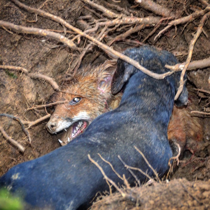 Rheinland-Pfalz duldet weiterhin die Tierquälerei bei der Jagd am Fuchsbau - Jagdlobby setzt sich durch