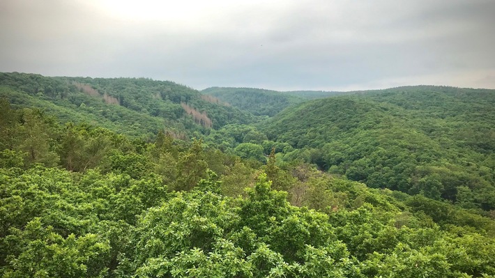 Neue Wege für den Zukunftswald