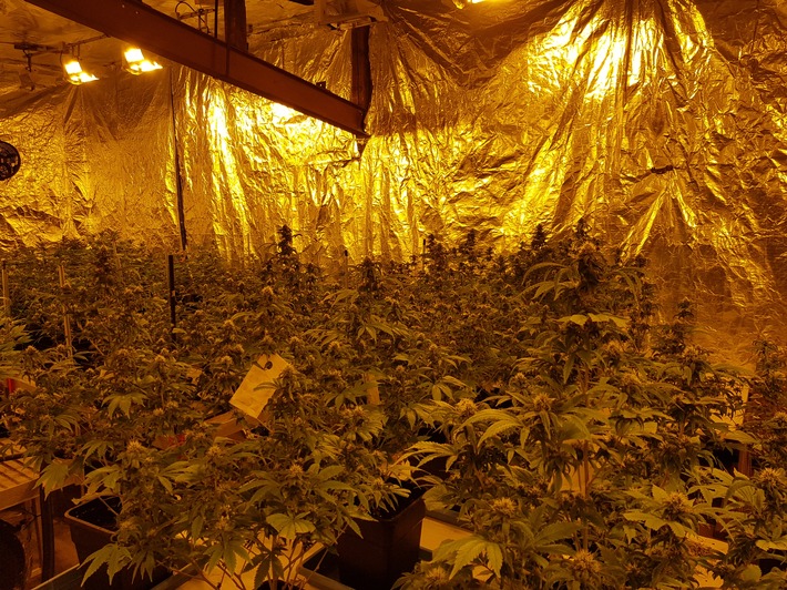 POL-MK: Marihuana-Plantage entdeckt