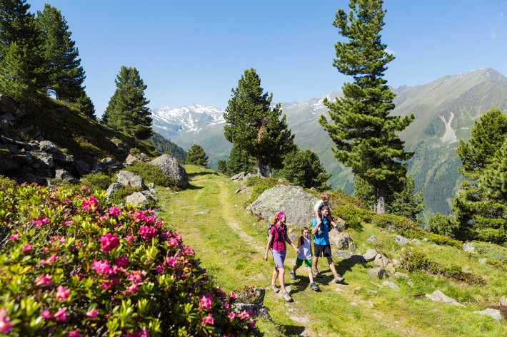 Berghänge in Pink: Die Almrosenblüte im Kühtai/Sellraintal bei einer Ferienwoche (21.-27.6.14) erleben - BILD